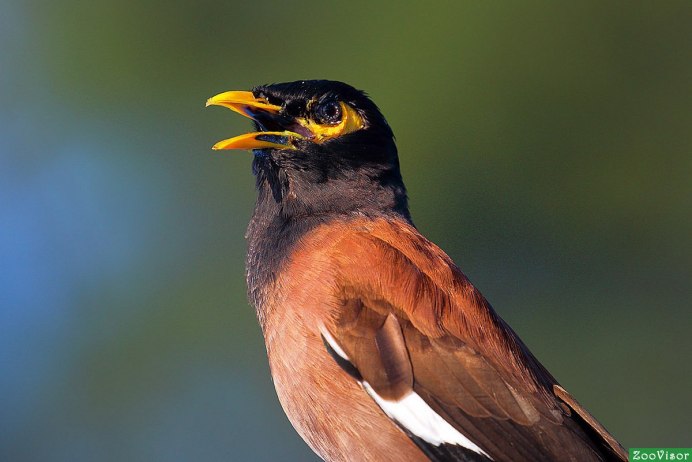 Афганский скворец майна