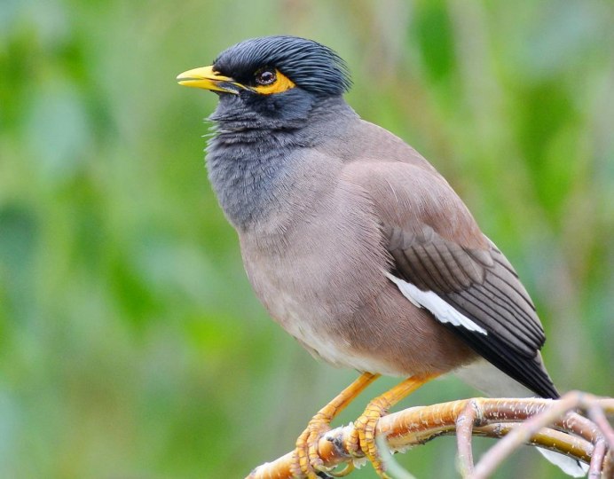 Афганский скворец майна