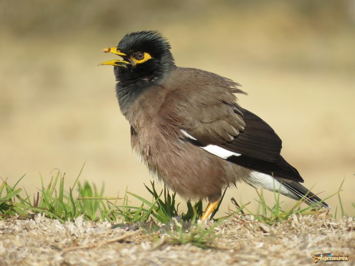 Индийский скворец майна