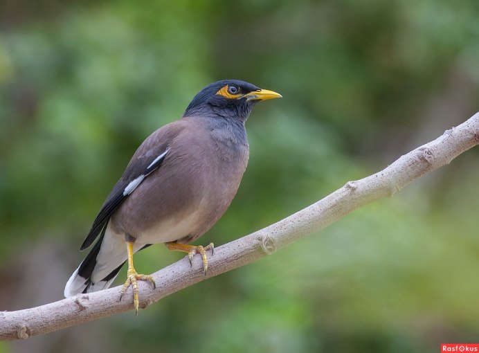 Скворец майна