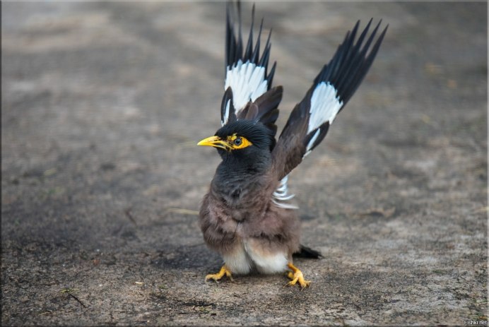 Самая большая птица