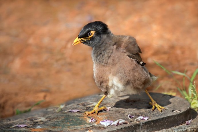 Афганский Дрозд