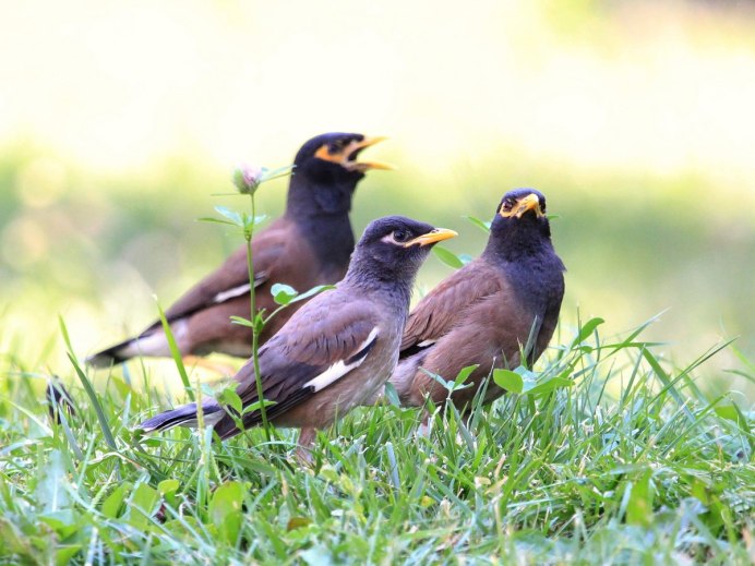 Тулуп афганка гуччи
