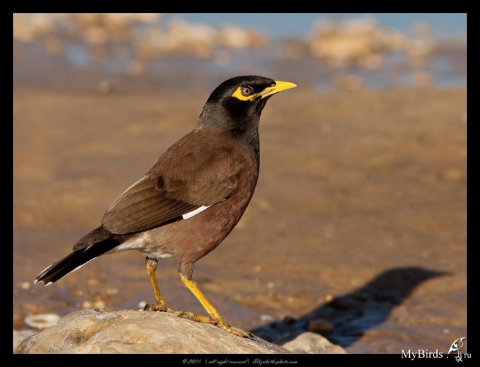 Майнушка птица в Таджикистане