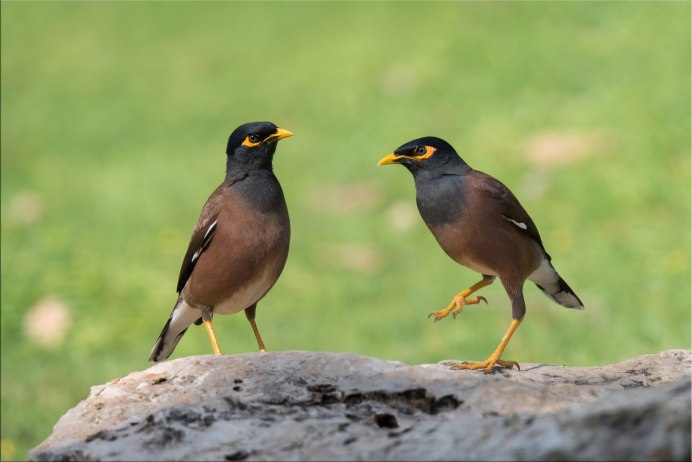 Афганский Дрозд майнушка