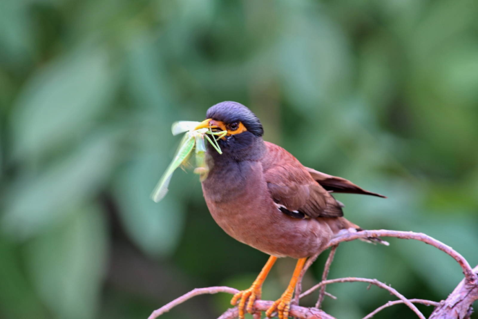 Майна обыкновенная (common Myna).