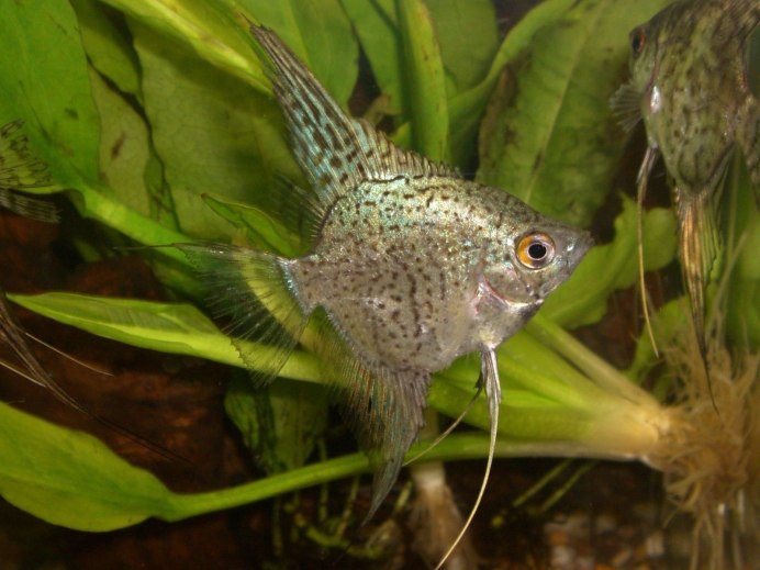 Скалярия жемчужный леопард