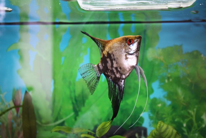 Скалярия клоун