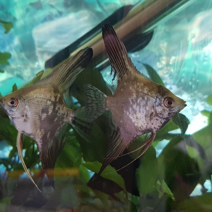 Скалярия Амапа