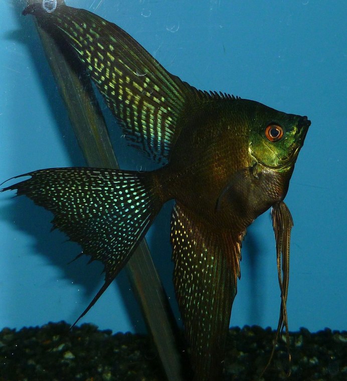 Скалярия Манакапуру золото Гайаны