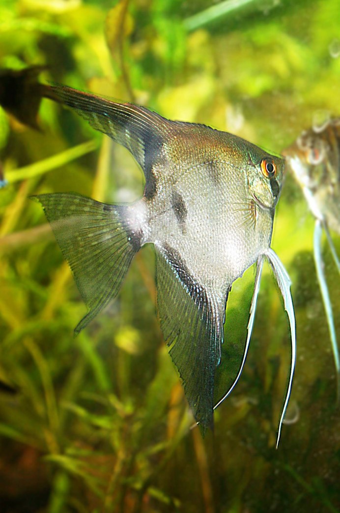 Скалярия пиной леопард