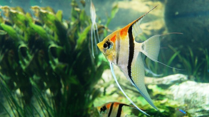 Рыбка Скалярия