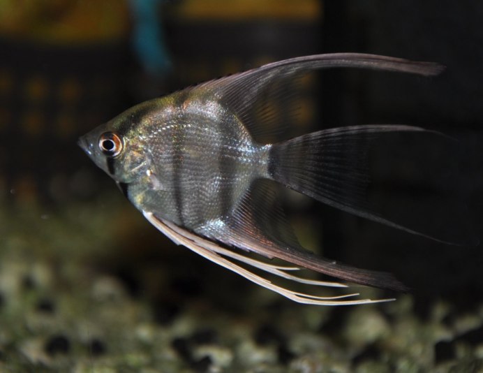 Скалярия Жемчужина Болгарии