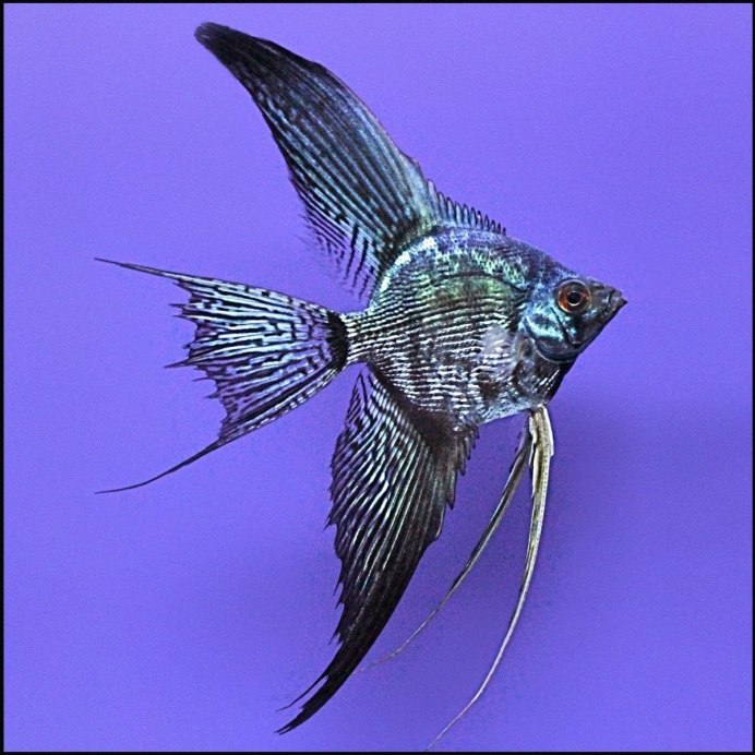 Скалярия леопард