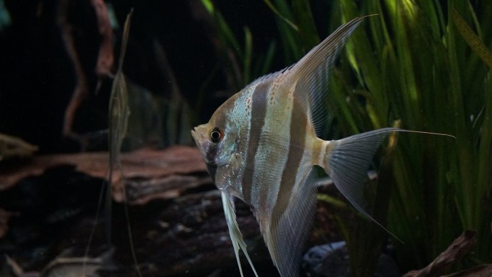 Чешуя рыб Скалярия