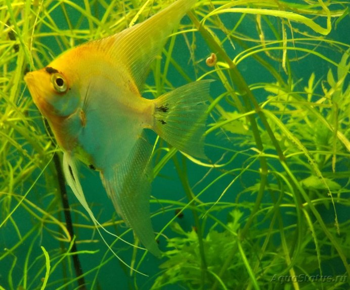 Черный ангел рыбка