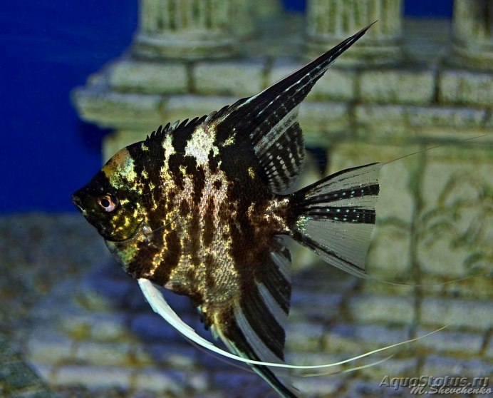 Скалярия красный дьявол