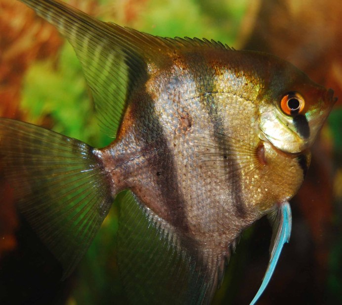 Скалярия обыкновенная Pterophyllum scalare