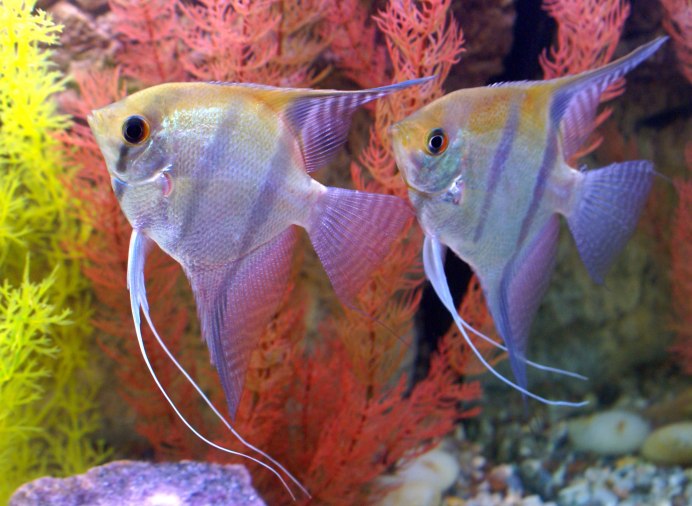 Скалярия дымчатая