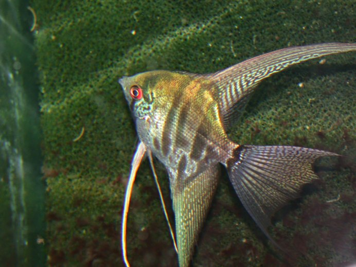 Рыба Скалярия аквариумная