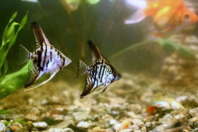 Скалярия ангел