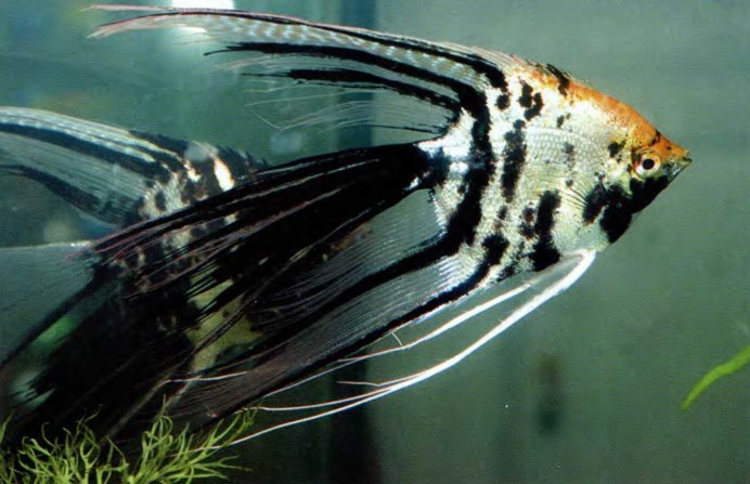 Скалярия Калифорния