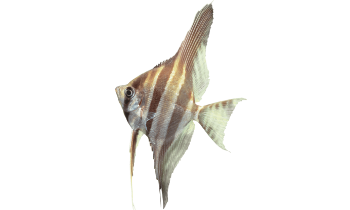 Скалярия Рио-Нанай перуанский Альтум