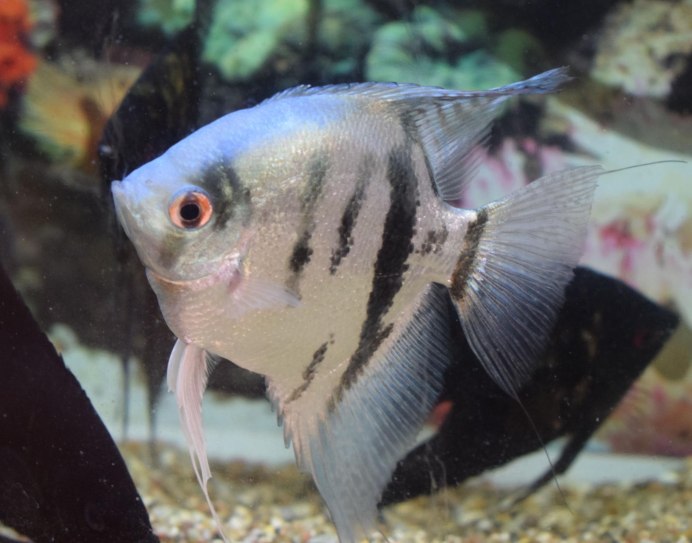 Скалярия голубой тигр