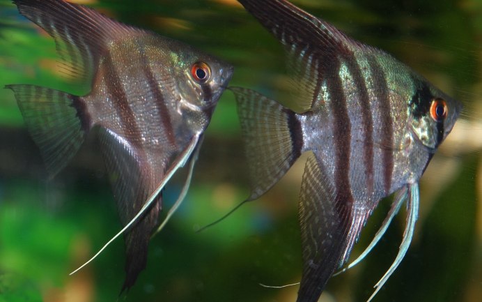 Скалярия голубая вуалевая