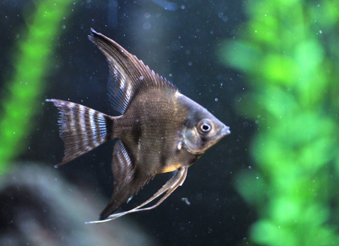 Скалярии аквариумные рыбки