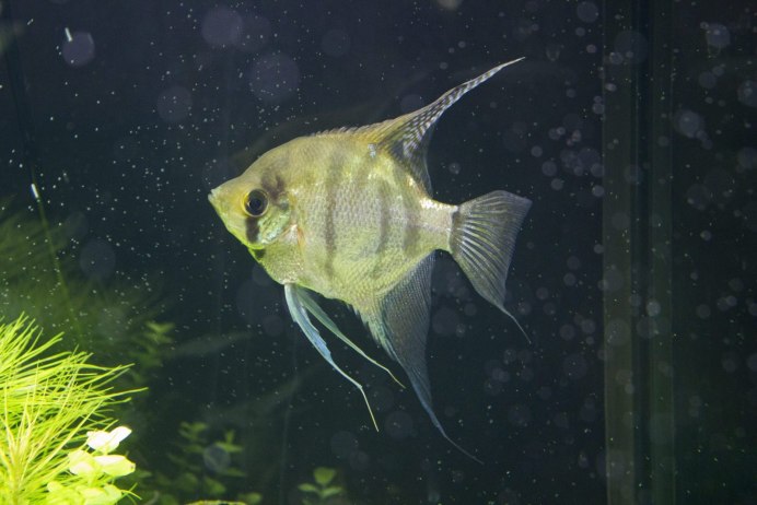 Скалярия Золотая ибн желтая