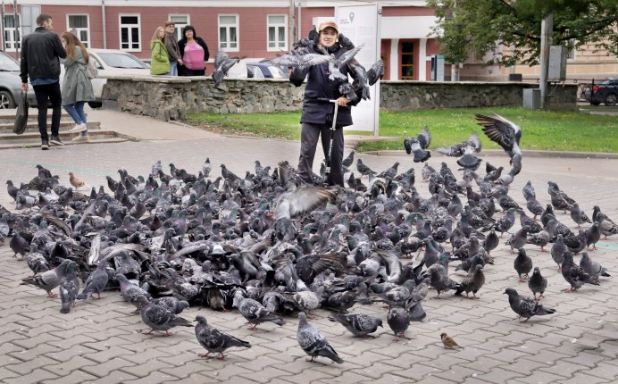 Голуби в городе