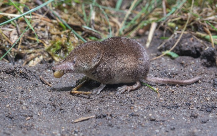 Обыкновенная кутора