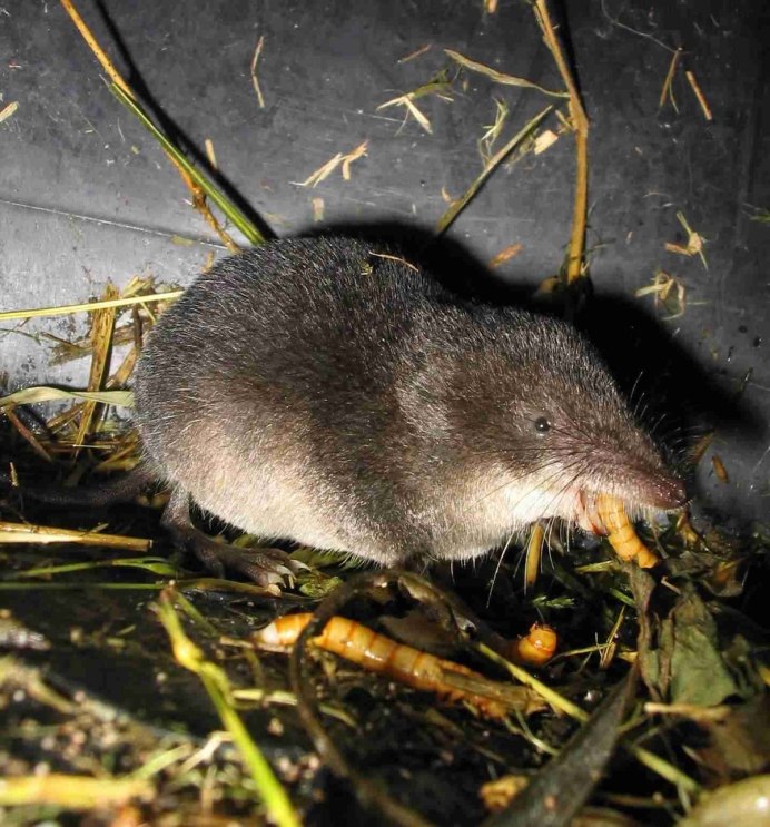 Водяная бурозубка