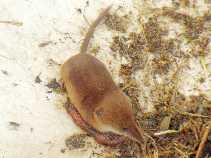 Гималайская землеройка