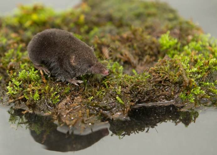 Бурозубка (Sorex Araneus),