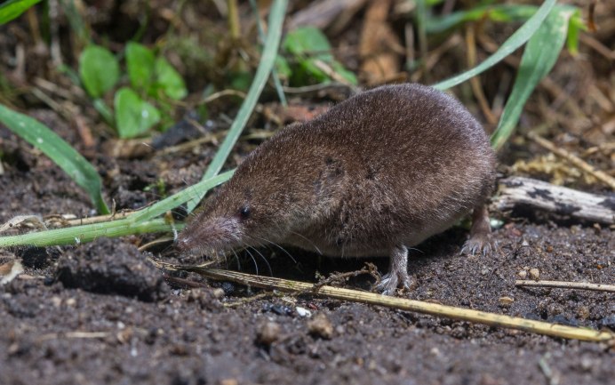 Куторы в воде