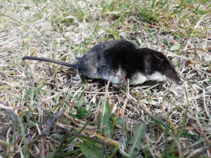 Обыкновенная кутора