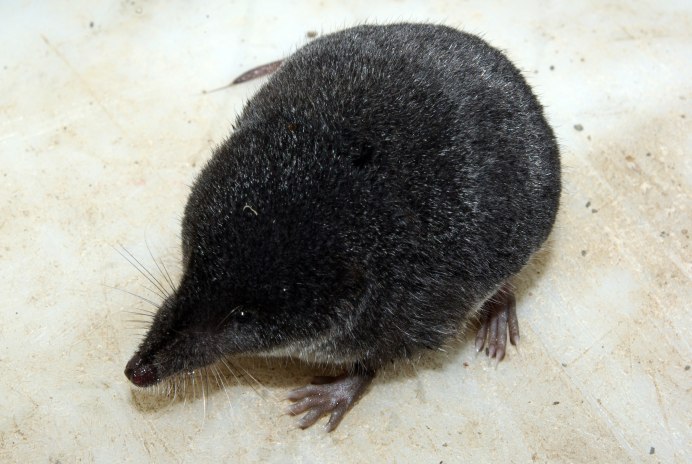 Обыкновенная кутора