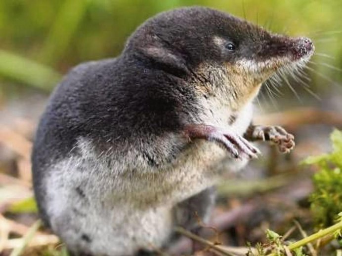 Кутора обыкновенная водяная