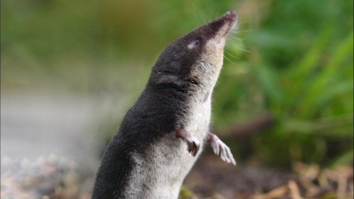 Землеройка кутора