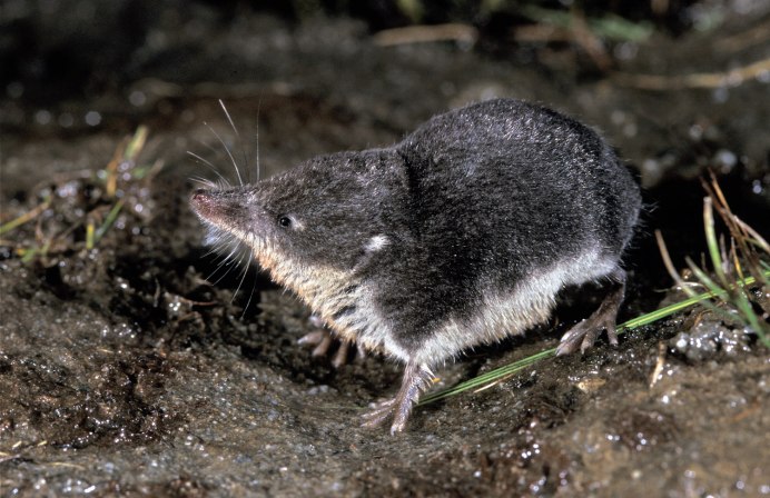 Выдровая землеройка