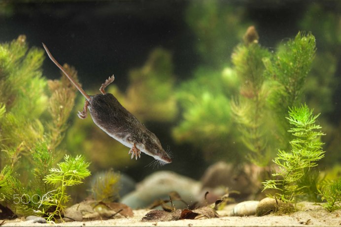 Арктическая бурозубка