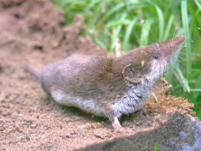 Водяная кутора