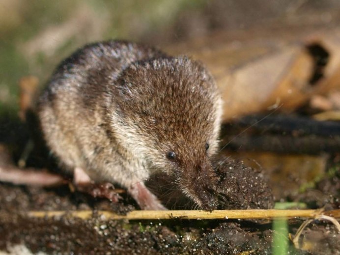 Землеройка питание