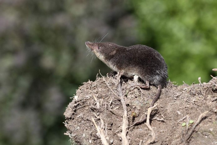 Землеройка кутора