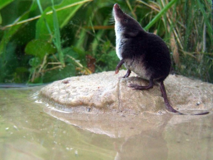 Водяная землеройка кутора