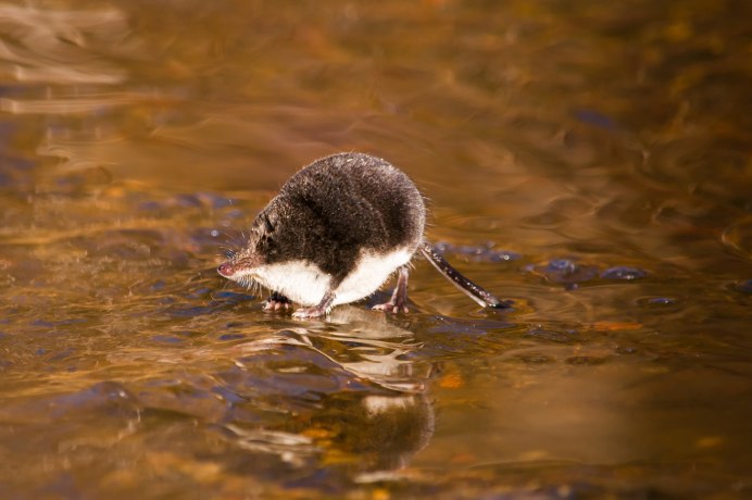Землеройка кутора