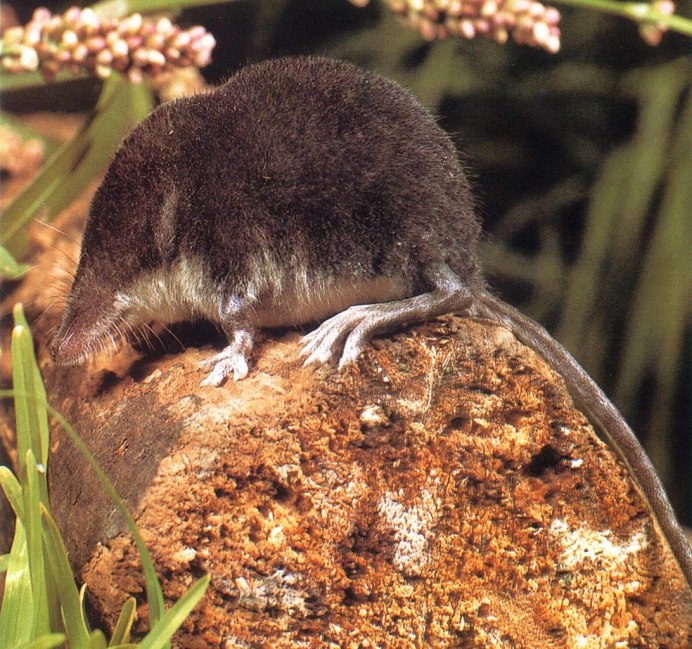 Обыкновенная кутора