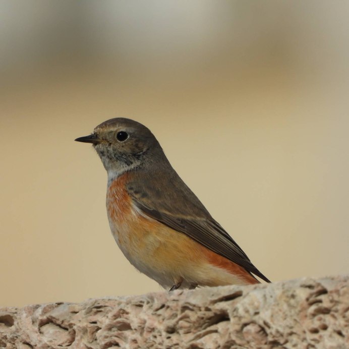 Птичка горихвостка обыкновенная